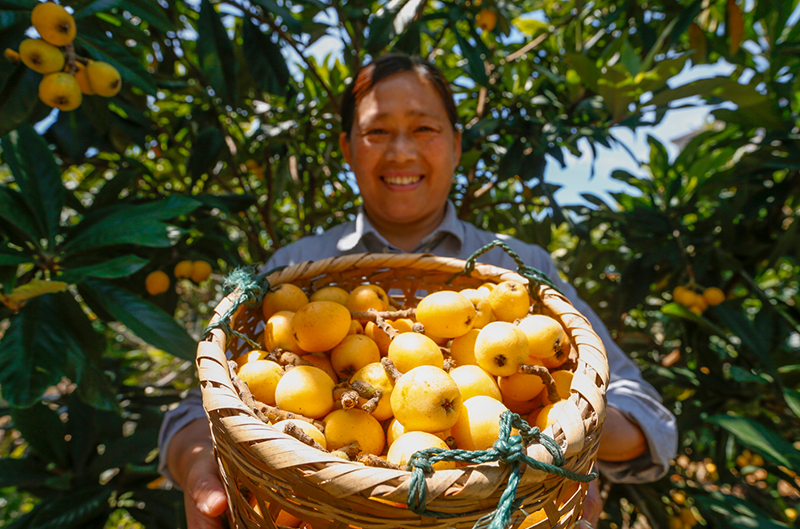 新安江畔,枇杷喜获丰收。施亚磊摄