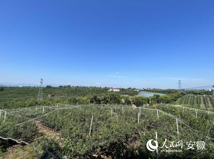 平岗街道“江淮果岭”一隅。人民网记者 高飞跃摄